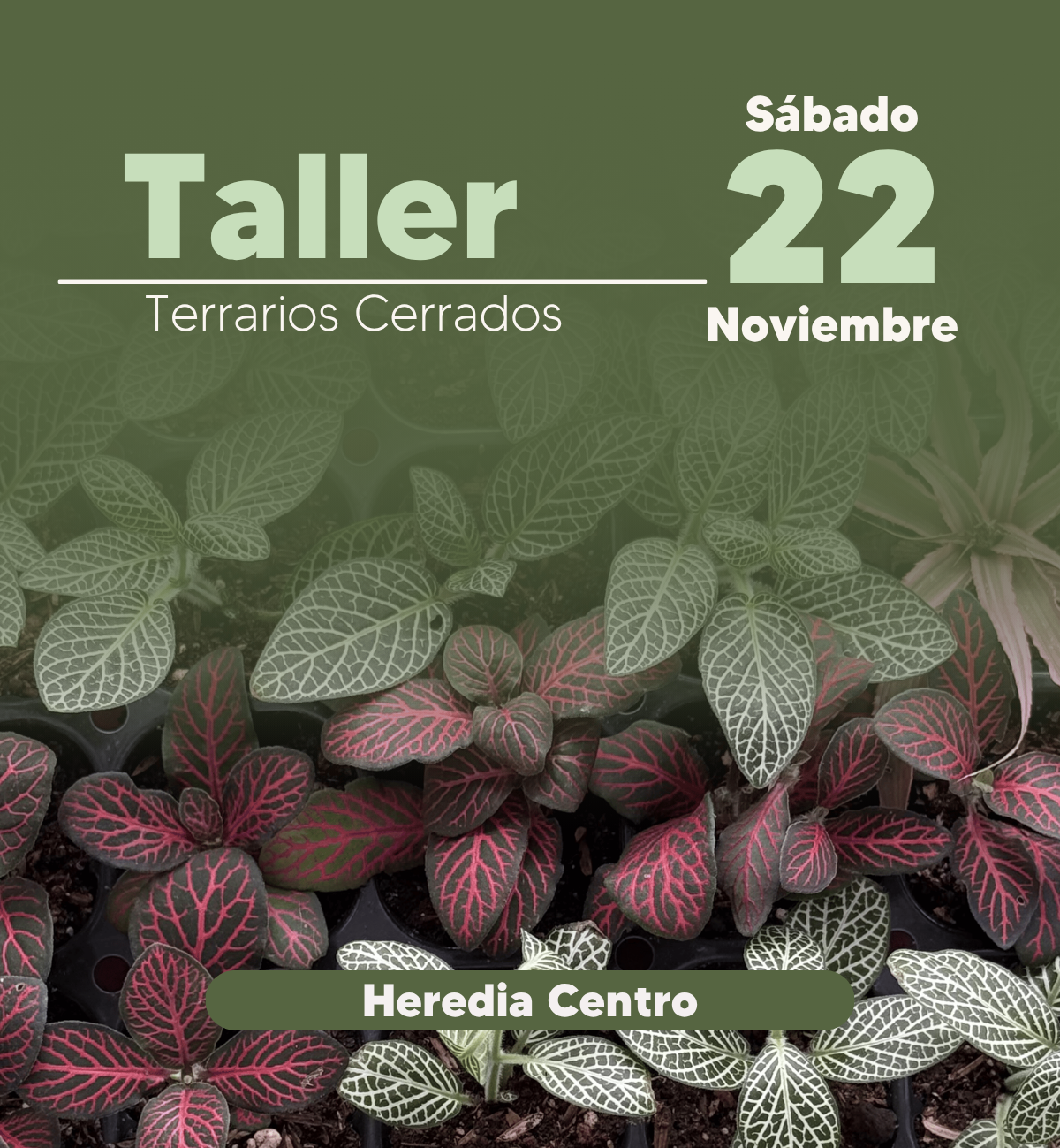 Taller - Heredia - Omar Dengo - 22 de Noviembre