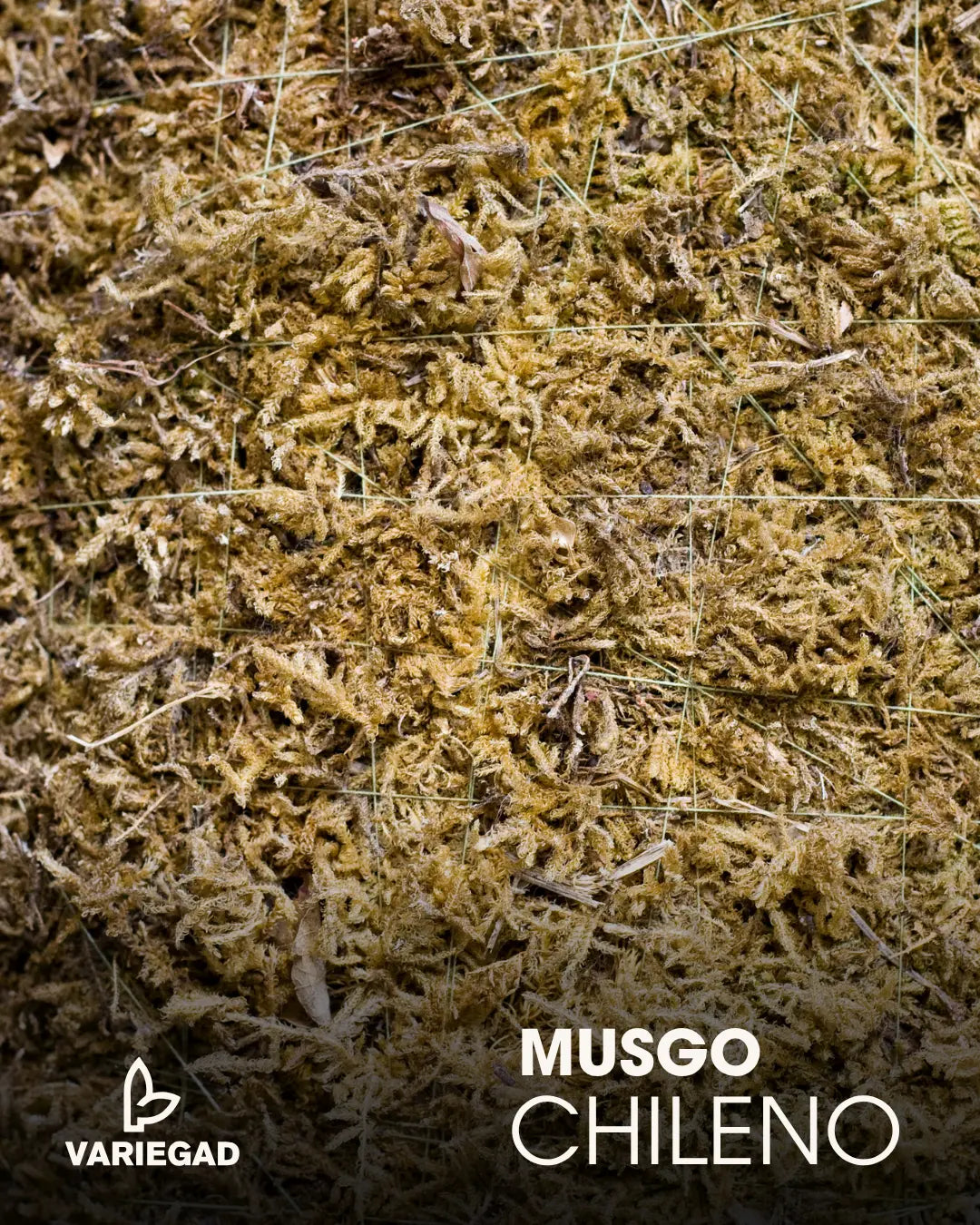 Musgo Chileno