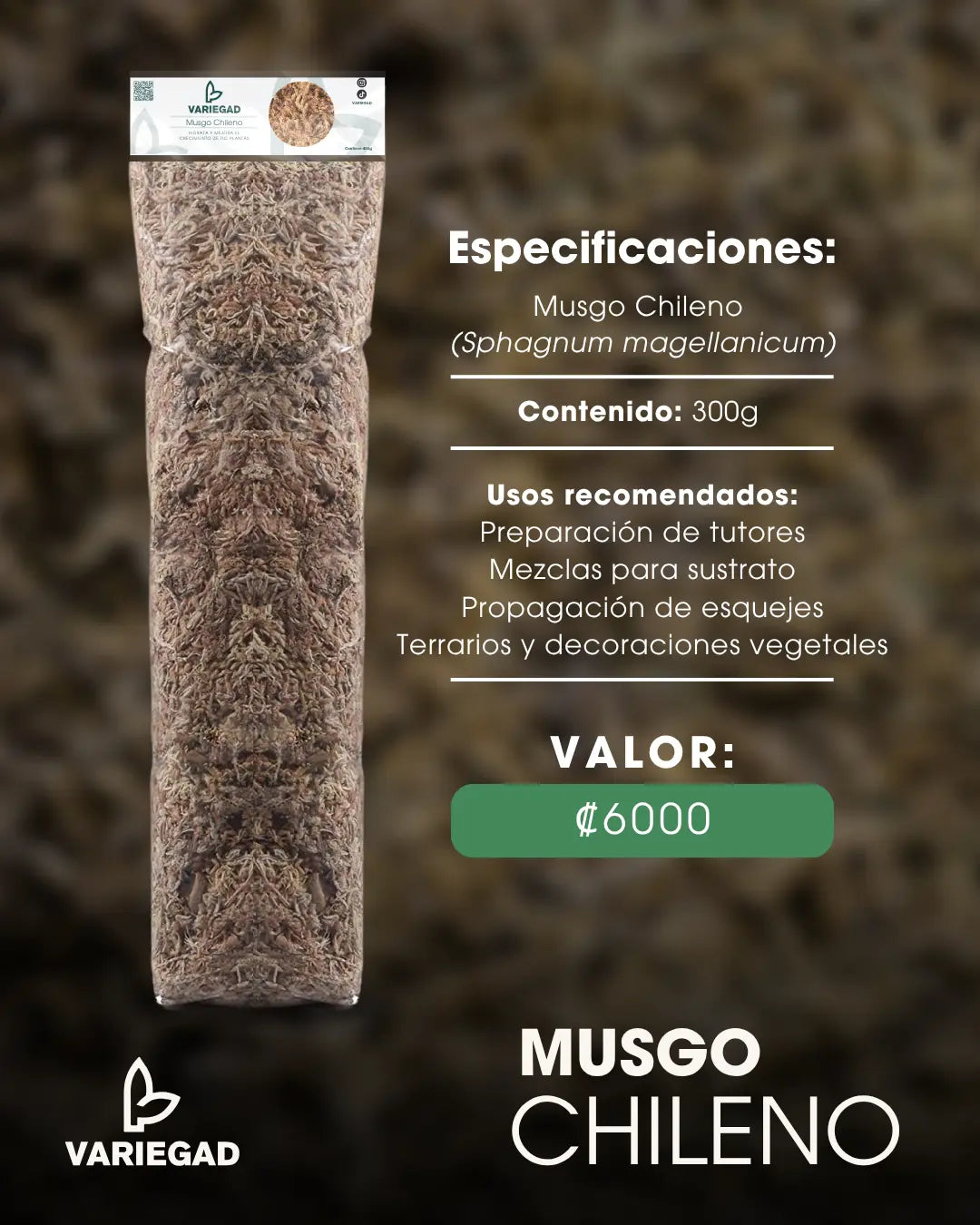 Musgo Chileno
