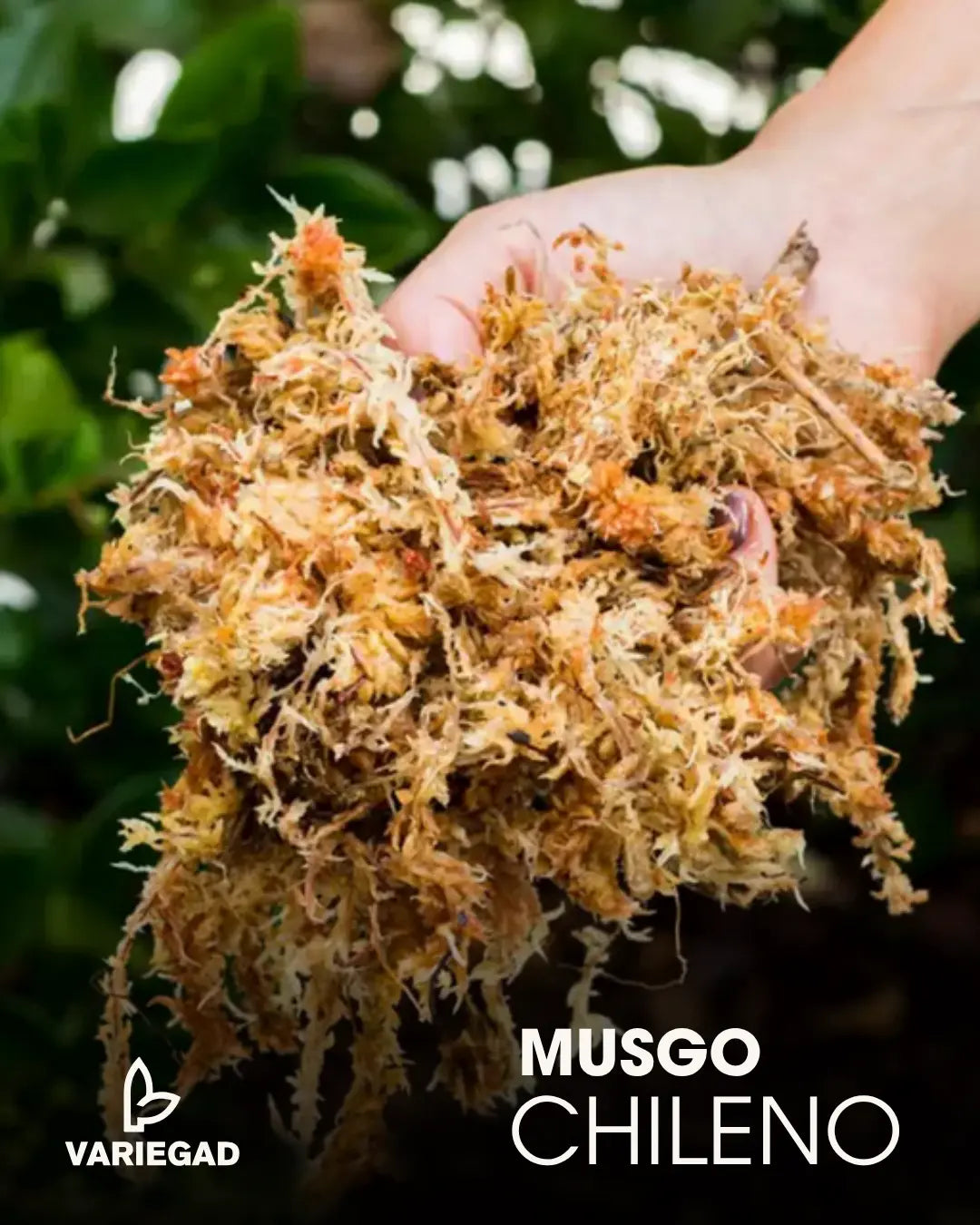 Musgo Chileno