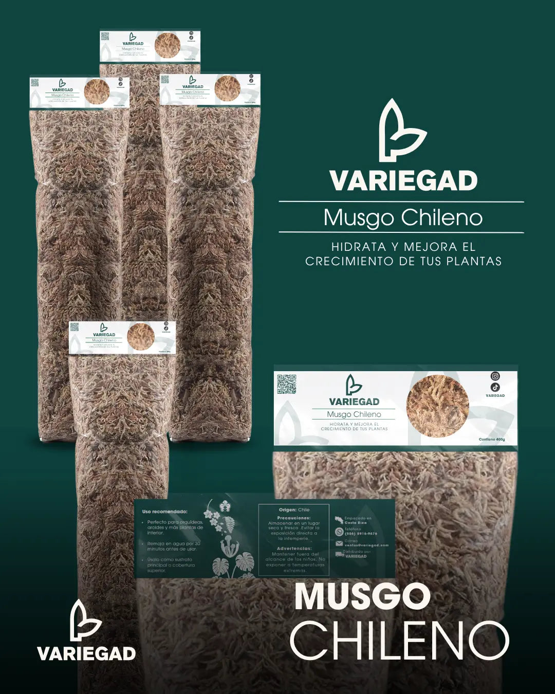 Musgo Chileno