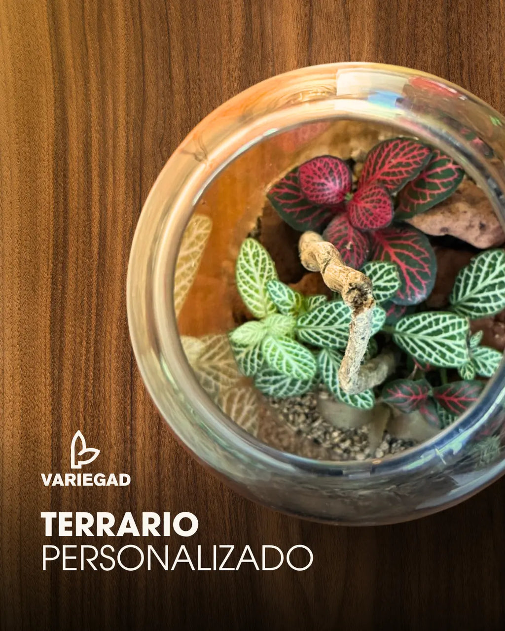 Terrario Personalizado